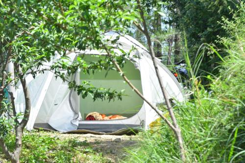 Shimla Other | Delicate camp