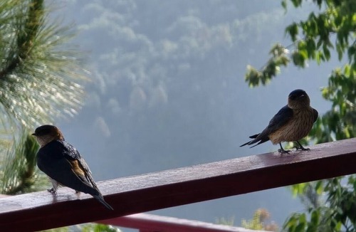 Nainital Cottage | A Boutique Himalayan retreat where nature, serenity & luxury awaken your soul.