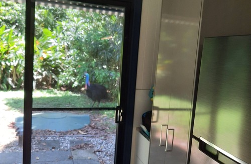Thornton Beach House | air conditioned, beach, rainforest,cassowary, goanna ,beach cafe, king bed