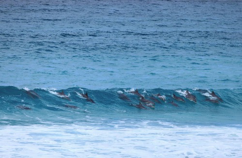 Duncan Apartment | Apartment amongst the Kangaroos and only a 3 minute walk to Snelling Beach