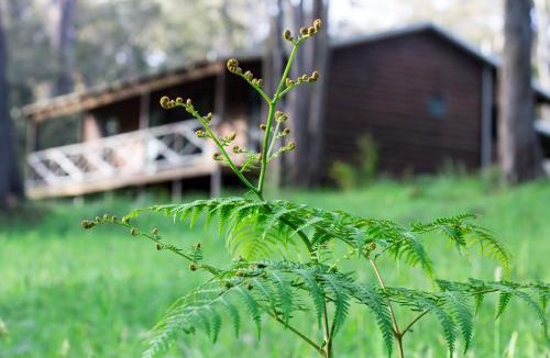 Hazelvale Cabin | Che Sara Sara Chalets