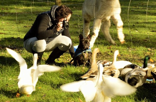 Diamond Tree Cottage | Diamond Forest Farm Stay, Pet Friendly cottages