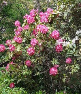 Blackheath House | Dowling Cottage - tranquil haven in Blackheath
