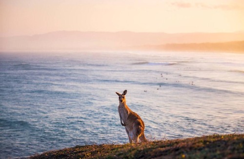 Emerald Beach Cottage | Emerald Beach Pet-Friendly Eucalyptus Cottage