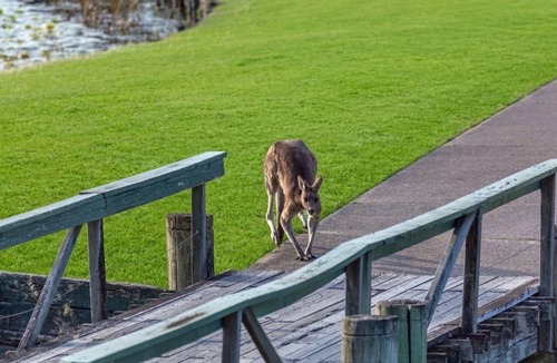 Salamander Bay Condo | Golf & Beach Escape | Kangaroos | Sleeps 8