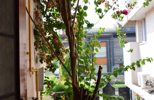 Chandigarh Apartment | Kuteer A Peaceful Homestay in Chandigarh