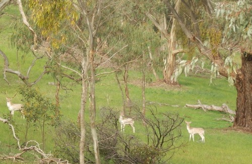 Spring Gully House | mount charmal cottage. 5 person spa under pergola. Large combination heater.