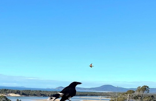 Nambucca Heads House | Nambucca rainforest retreat. Secluded - short walk to beaches, river and cafes.