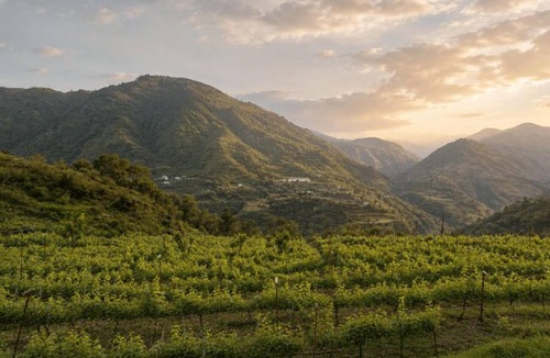 Rajgarh Cottage | Raht Juneo Orchards
