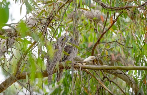 Balnarring House | Seclusion, Tram, Native Bush, Wineries, Beaches, Melbourne Icon, Village nearby