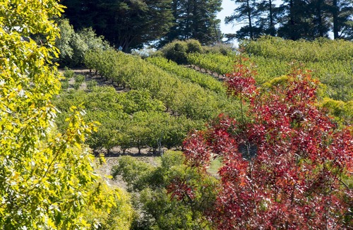 Basket Range Bed & Breakfast | The Manor Basket Range