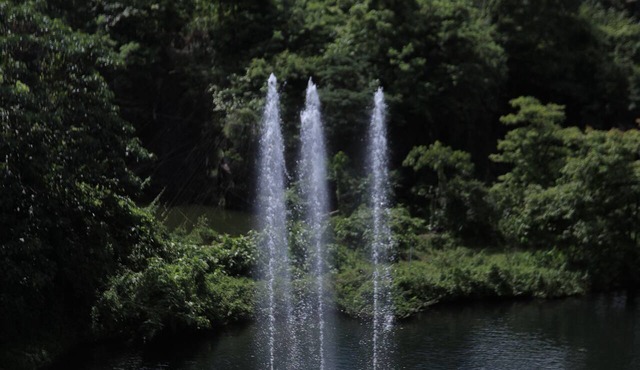 Athirapilly Green Trees in Chalakudy