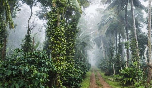 Coorg Silver Mountain Estate Stay in Madikeri