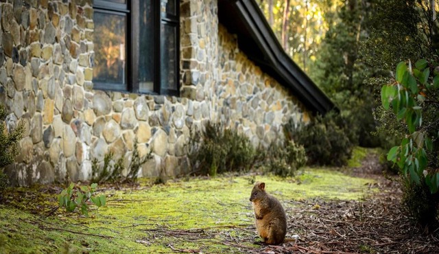 Discovery Parks - Cradle Mountain in Cradle Mountain