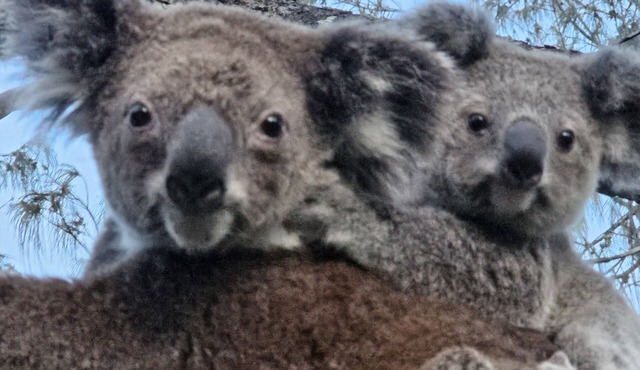 Koala Corner. Comfy one bedroom studio set in landscaped gardens. in Point Lookout
