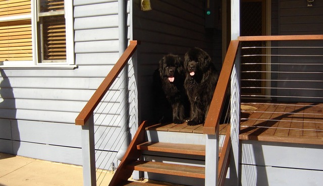 Pet Friendly Beach Cottage at Cannons Creek in Cannons Creek