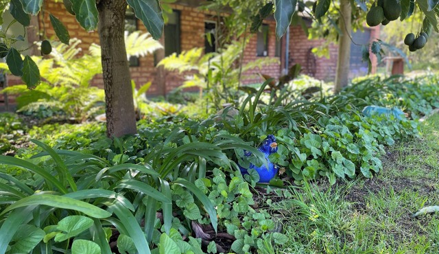 Ping Willows Guesthouse: Spacious Accommodation in the Perth Hills in Walliston