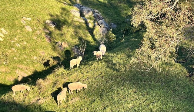 The Valley House - Pet Friendly Farm in the heart of Tilba in Central Tilba
