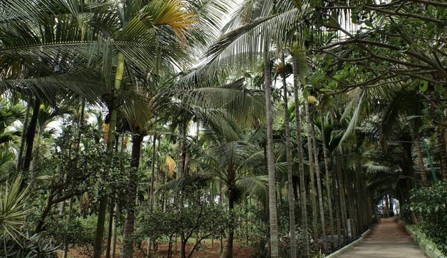 TheLemoura in Nelamangala