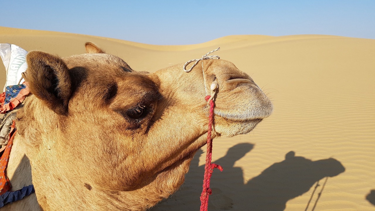 Photo of Others in Jaisalmer