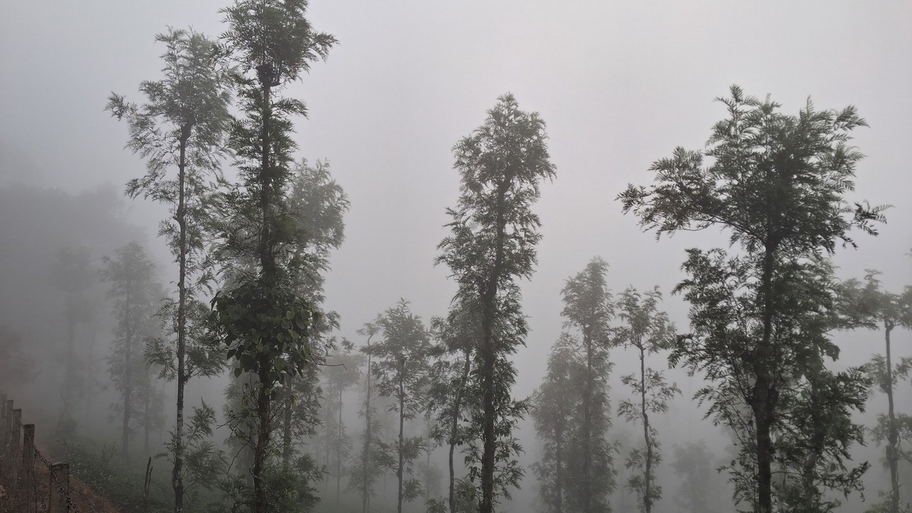 Photo of Others in Mananthavady