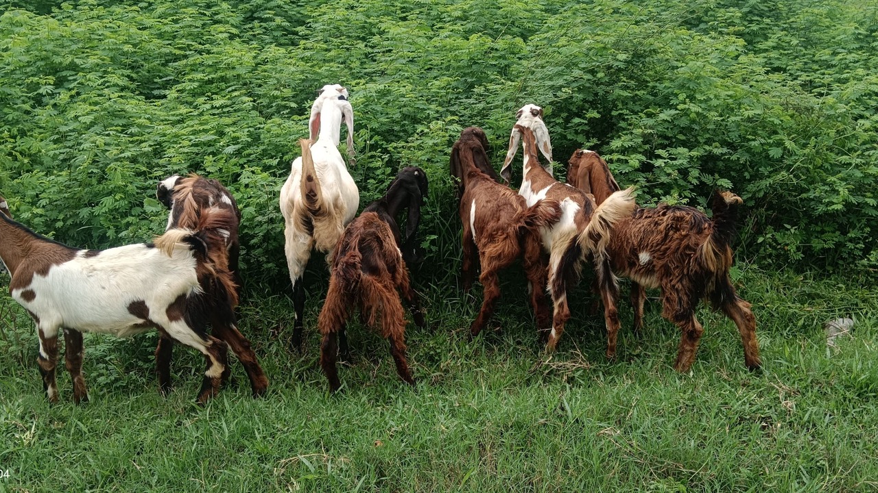 Photo of Others in Madurantakam