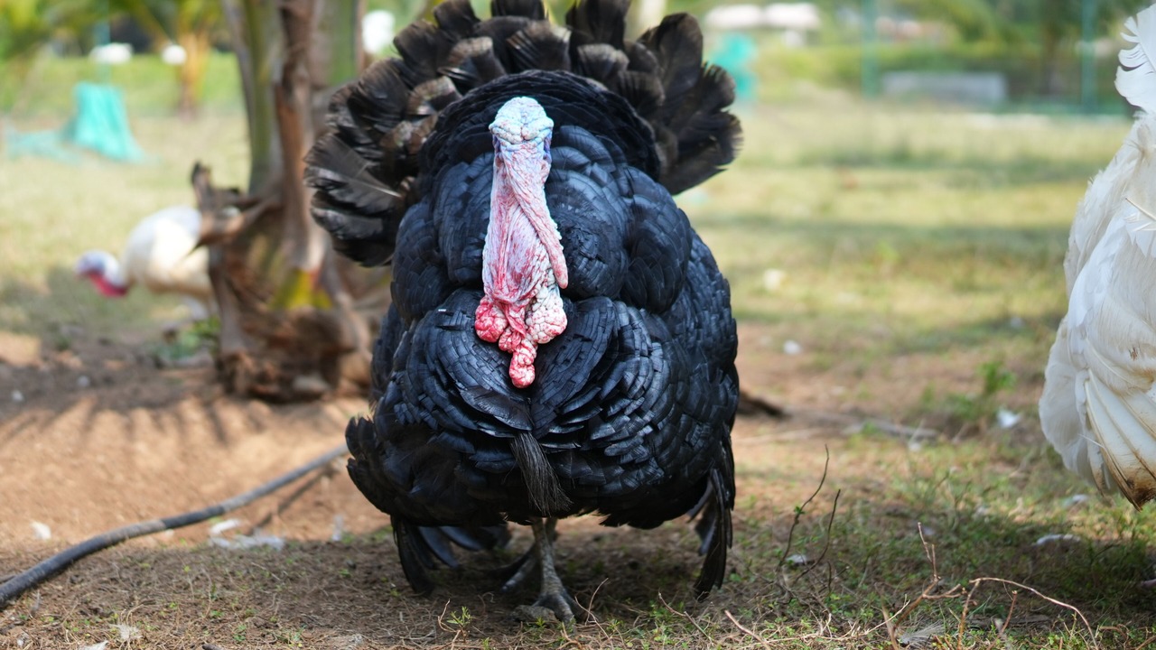 Photo of Others in Madurantakam