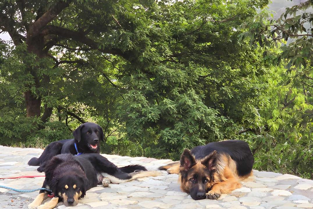 Photo of Outdoor in Landour