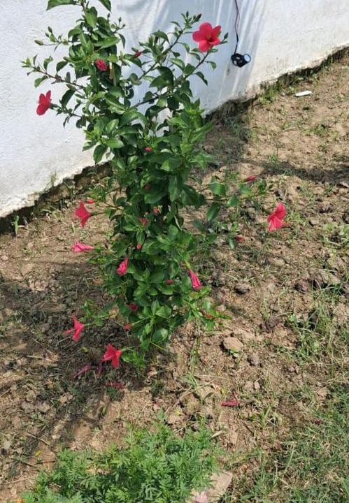 Photo of Outdoor in Faizabad