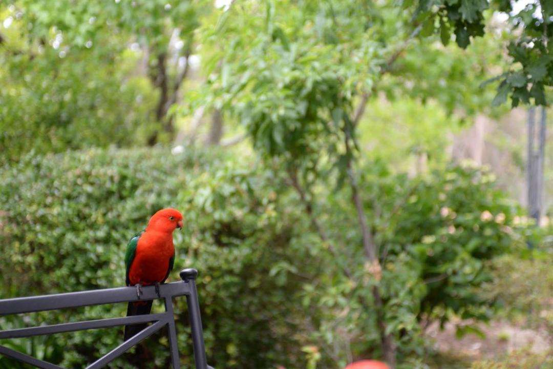 Photo of Others in Wentworth Falls