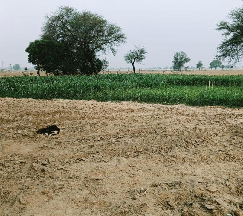 Photo of Others in Kishangarh Bas