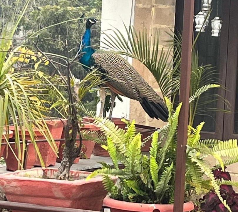 Photo of Others in Saket