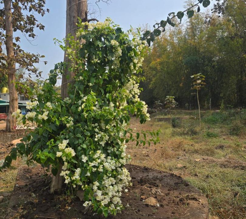 Photo of Others in Turiya