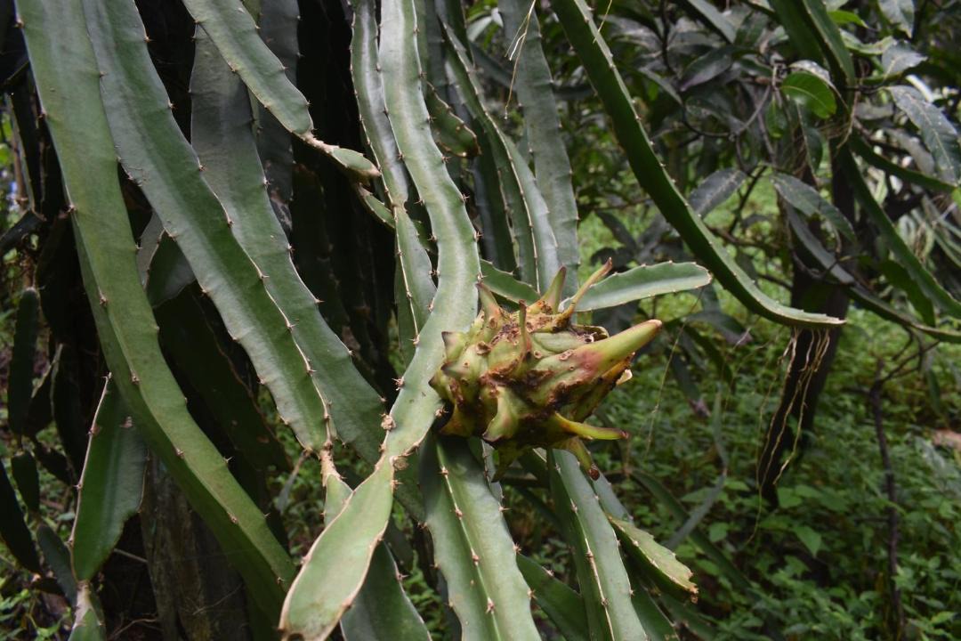 Photo of Outdoor in Kaimane