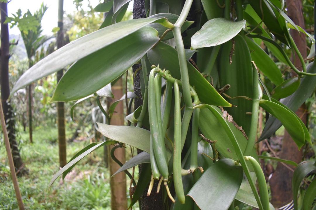 Photo of Others in Kaimane