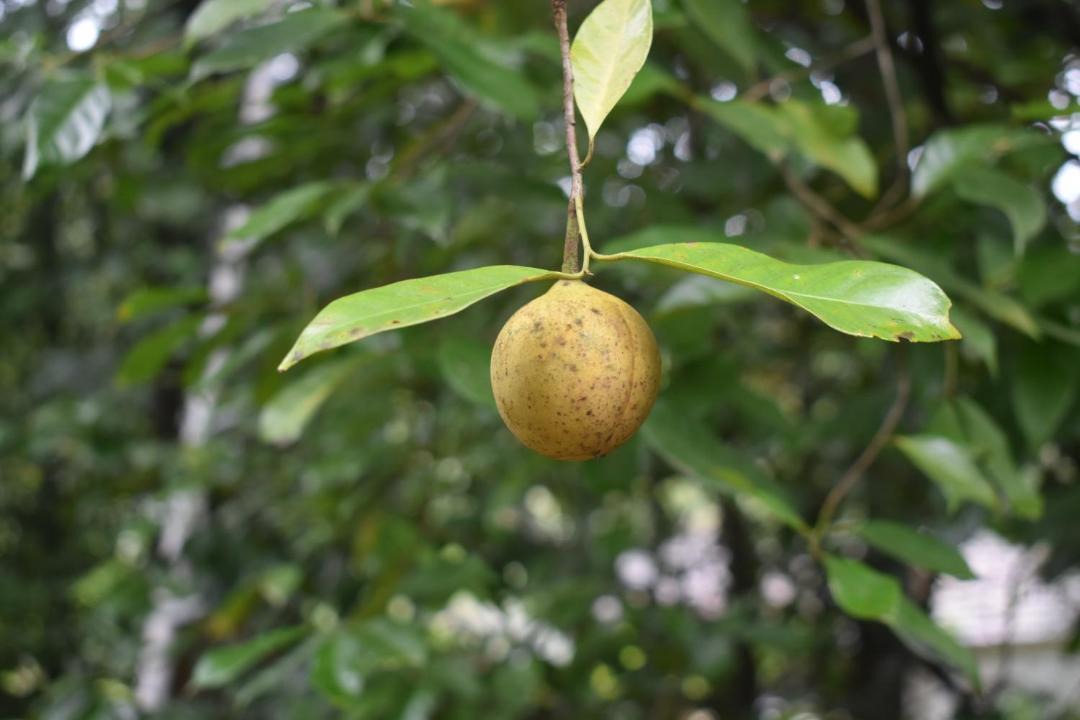 Photo of Outdoor in Kaimane