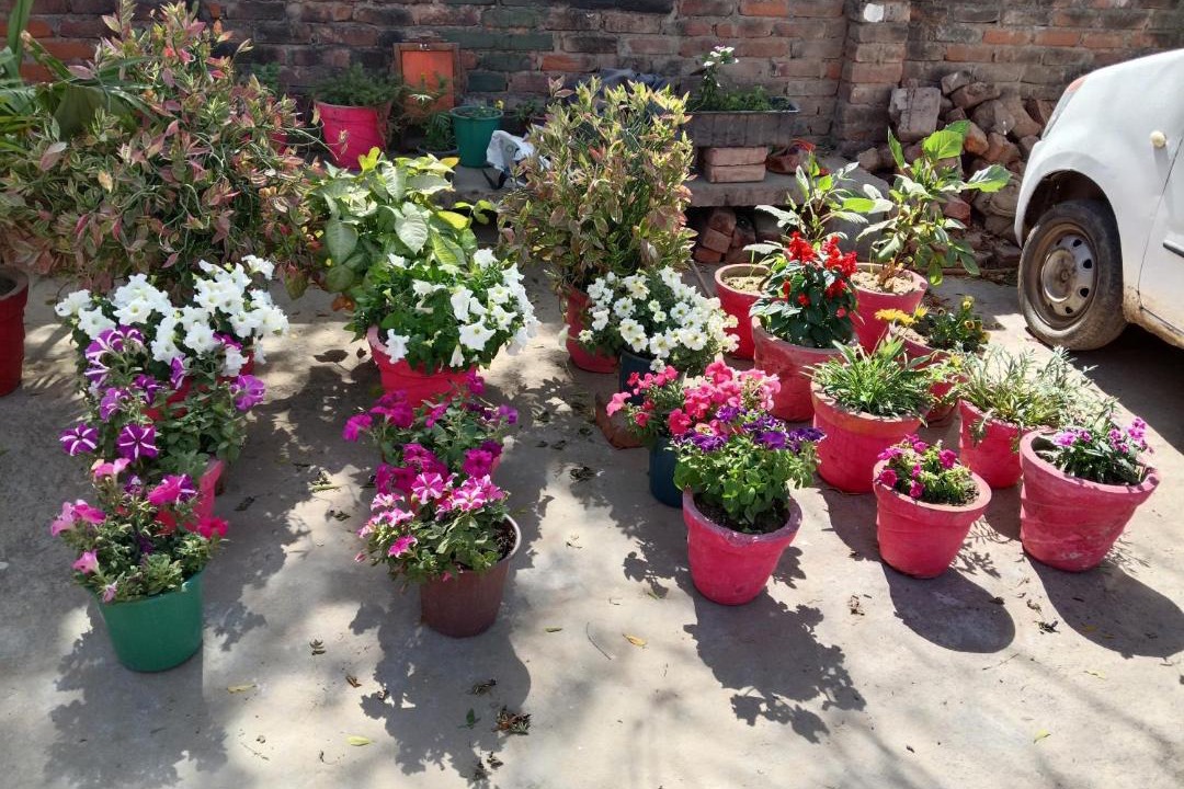Photo of Others in Purwa