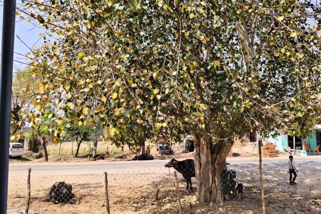 Photo of Others in Ajaigarh