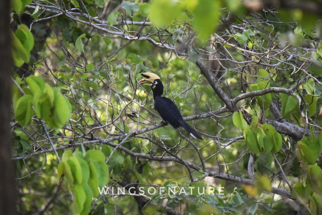 Photo of Others in Sona Nadi Range