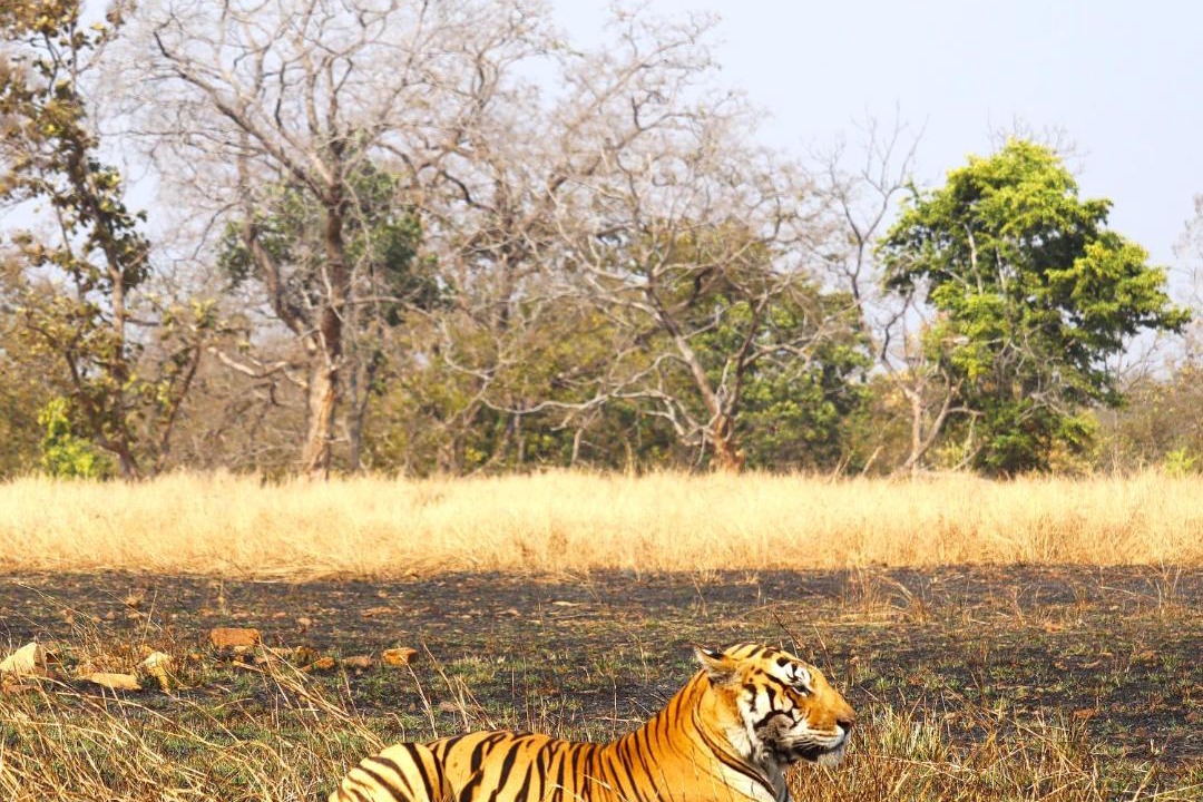 Photo of Others in Panna