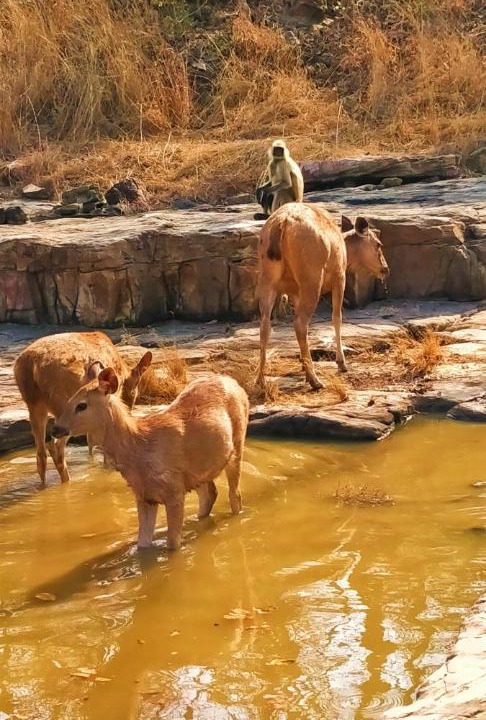 Photo of Others in Khajuraho