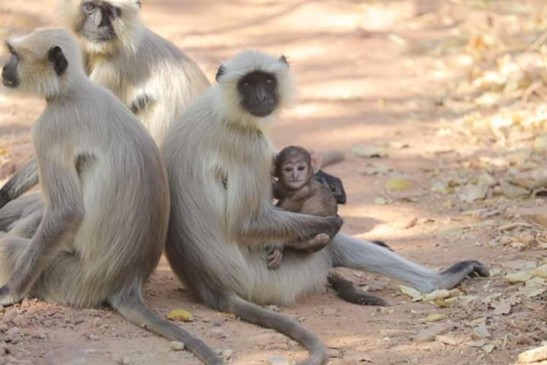 Photo of Human In Picture in Khajuraho