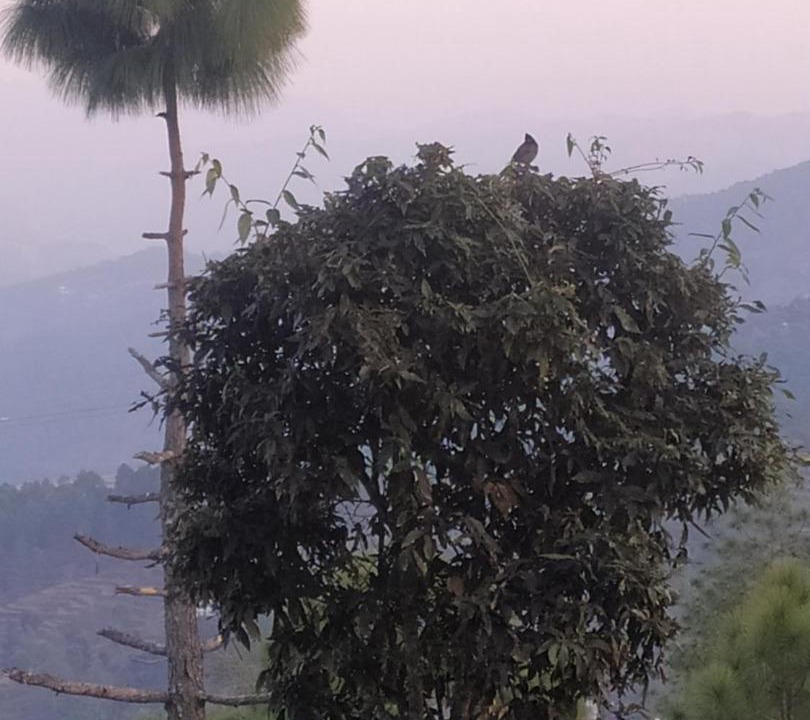 Photo of Others in Almora