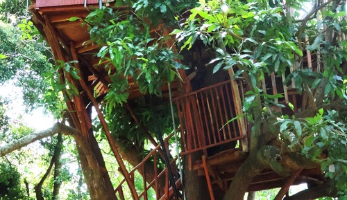 Tree House