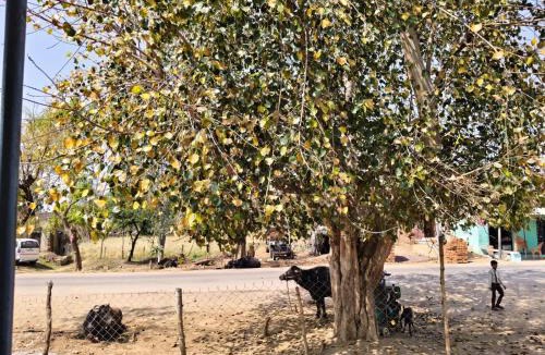Ajaigarh House | Kashi Prasad Home Stay