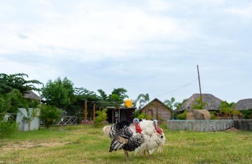 Kamalapur Hostel | Hampi Natures Cottage