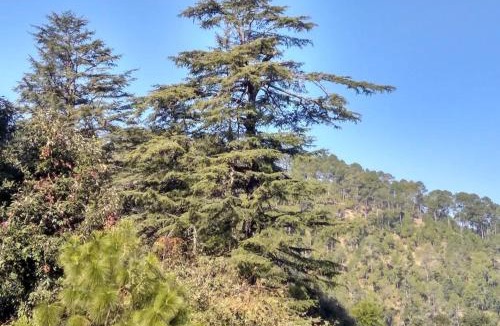 Kausani House | Shubham Home Stay