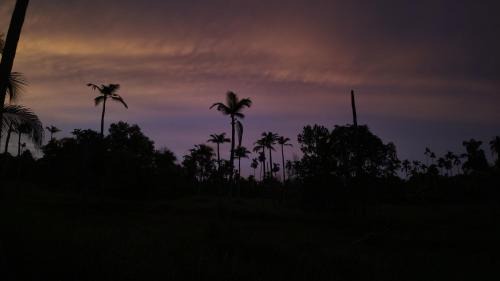 BIKI'S PALM VILLA